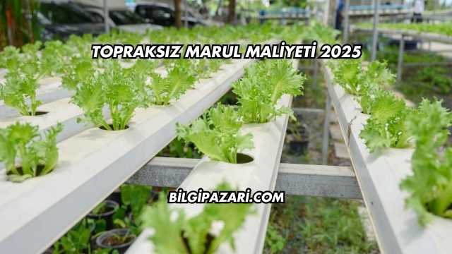Topraksız Marul Maliyeti 2025