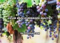 Üzüm Bağı Kurmanın Maliyeti