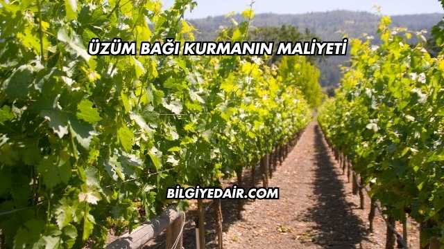 Üzüm Bağı Kurmanın Maliyeti