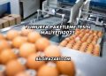 Yumurta Paketleme Tesisi Maliyeti 2025