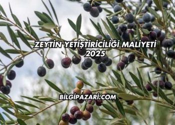 Zeytin Yetiştiriciliği Maliyeti 2025