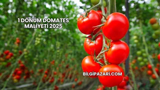 1 Dönüm Domates Maliyeti 2025
